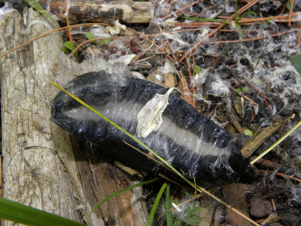 Limax cinereoniger da Cividale del Friuli (UD)