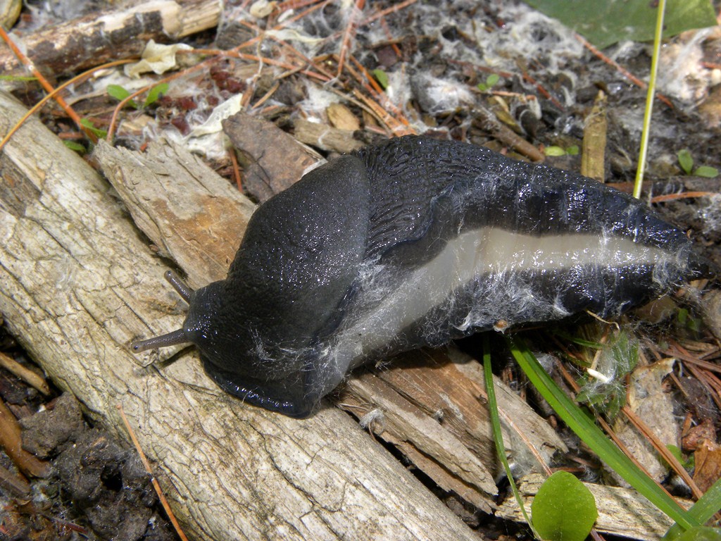 Limax cinereoniger da Cividale del Friuli (UD)