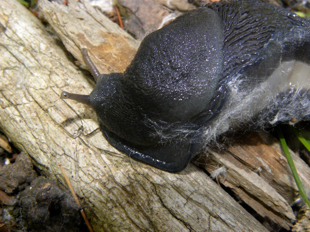 Limax cinereoniger da Cividale del Friuli (UD)