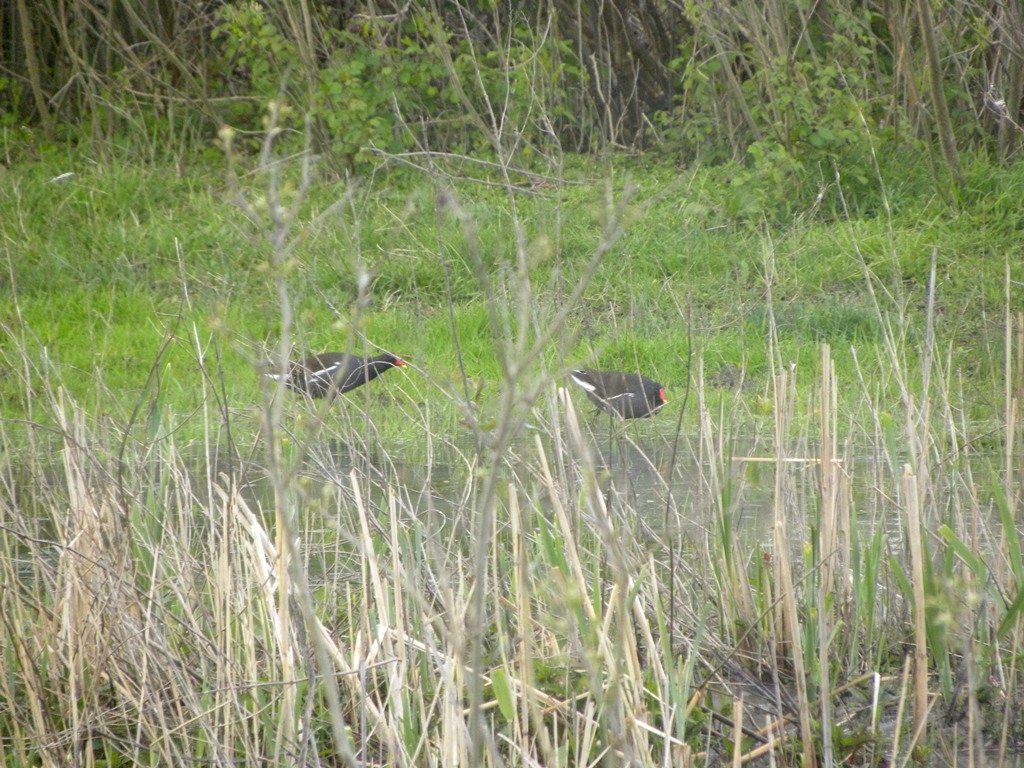 Galinella equilibrista