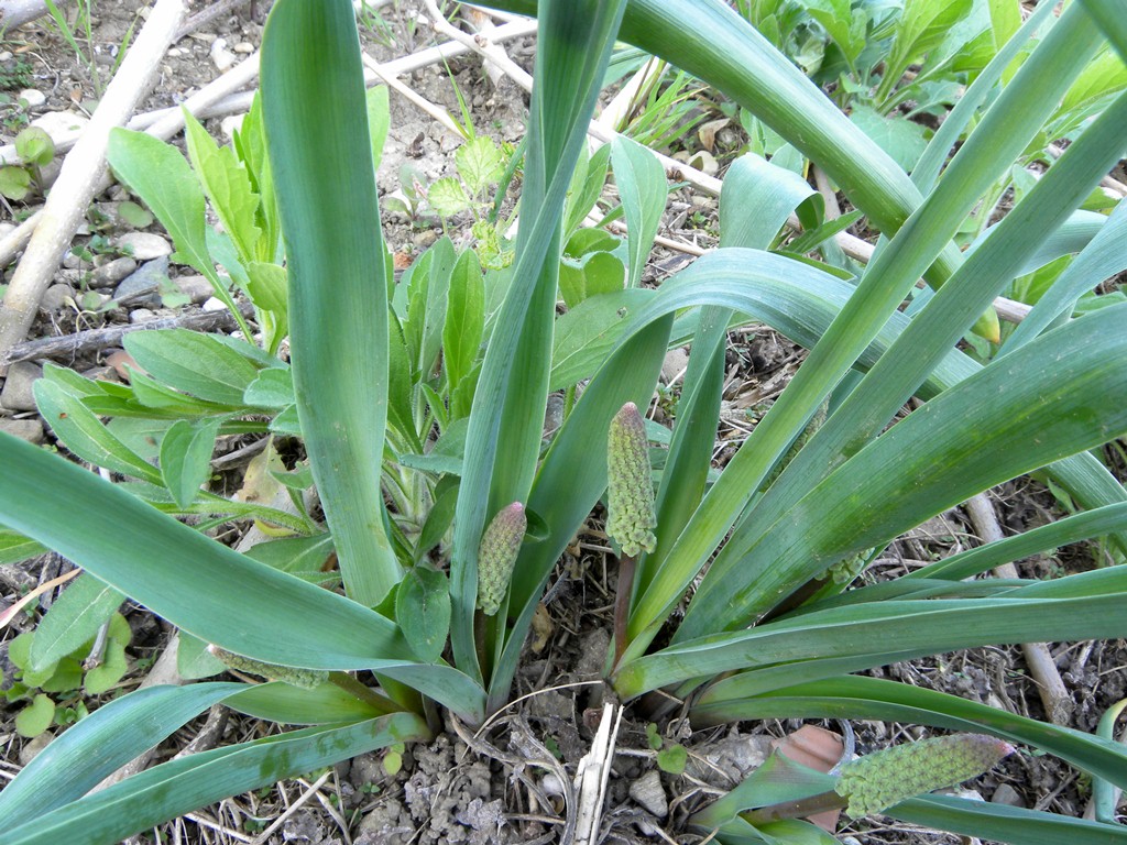 Muscari comosum