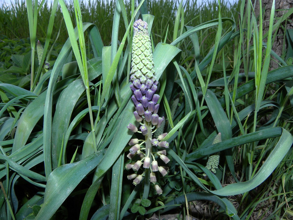 Muscari comosum
