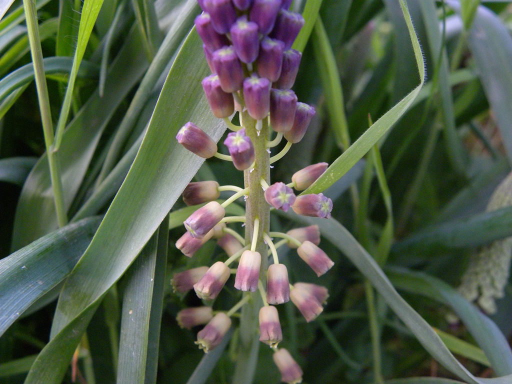 Muscari comosum