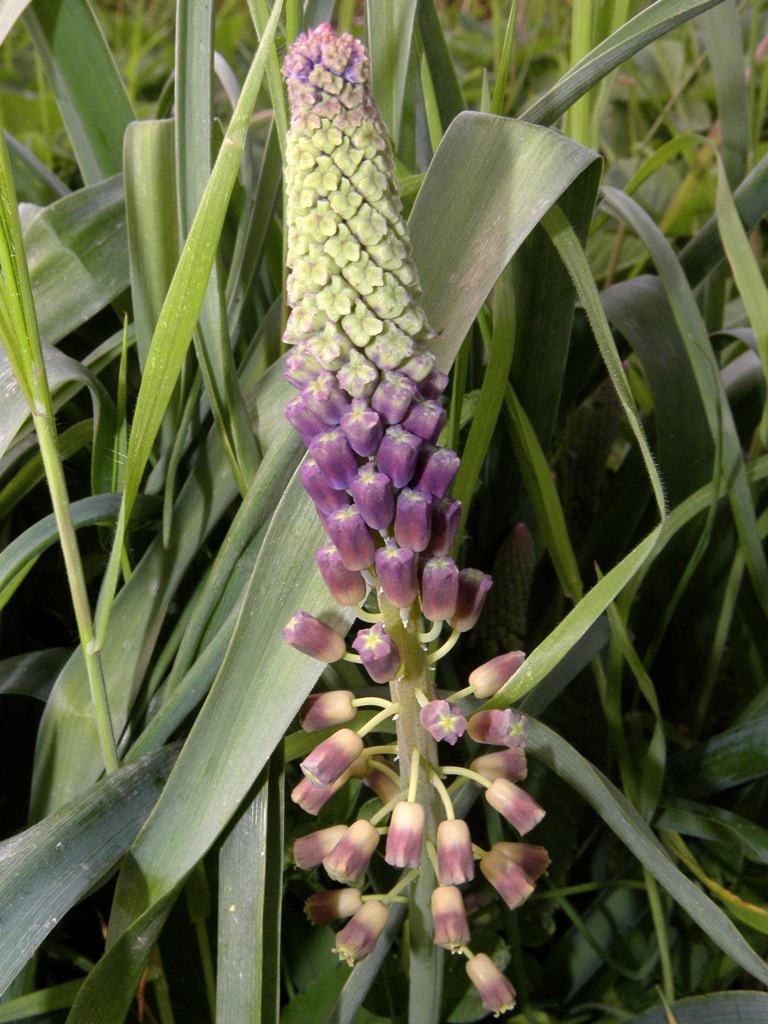 Muscari comosum
