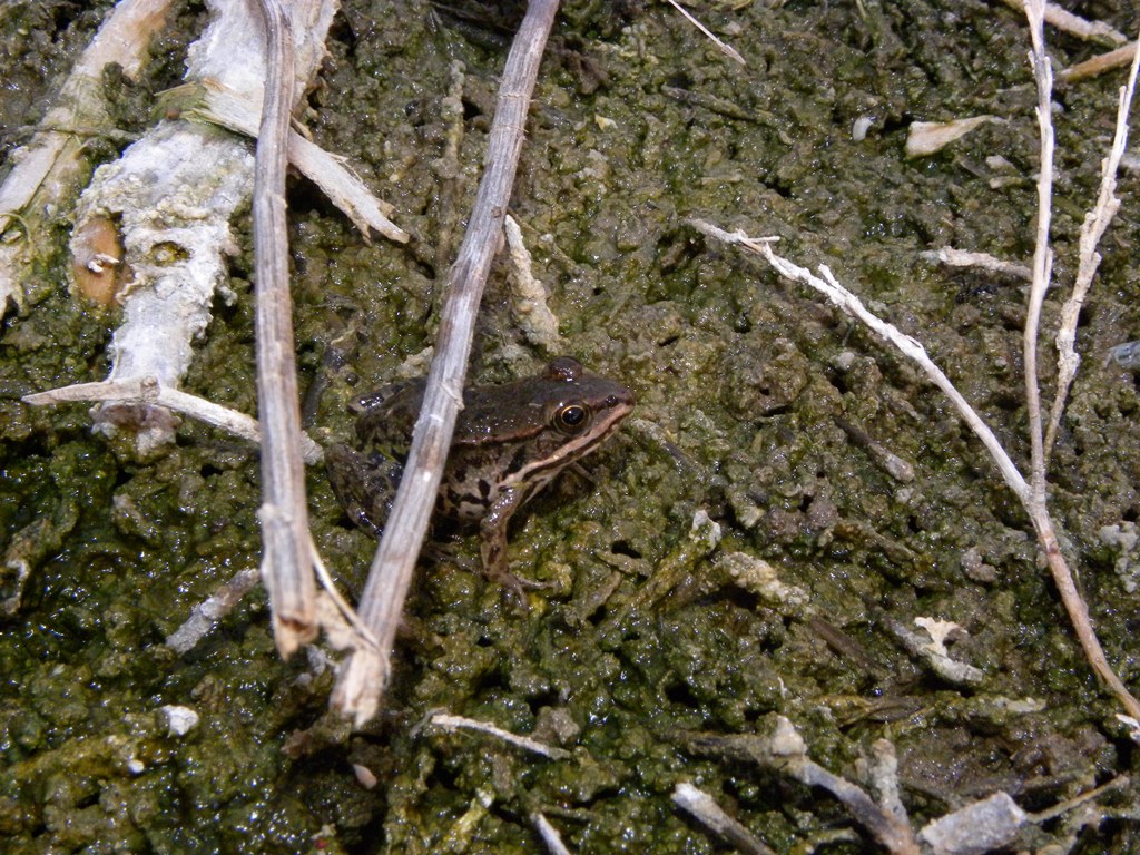 Discoglossus pictus e Pelophylax sp.