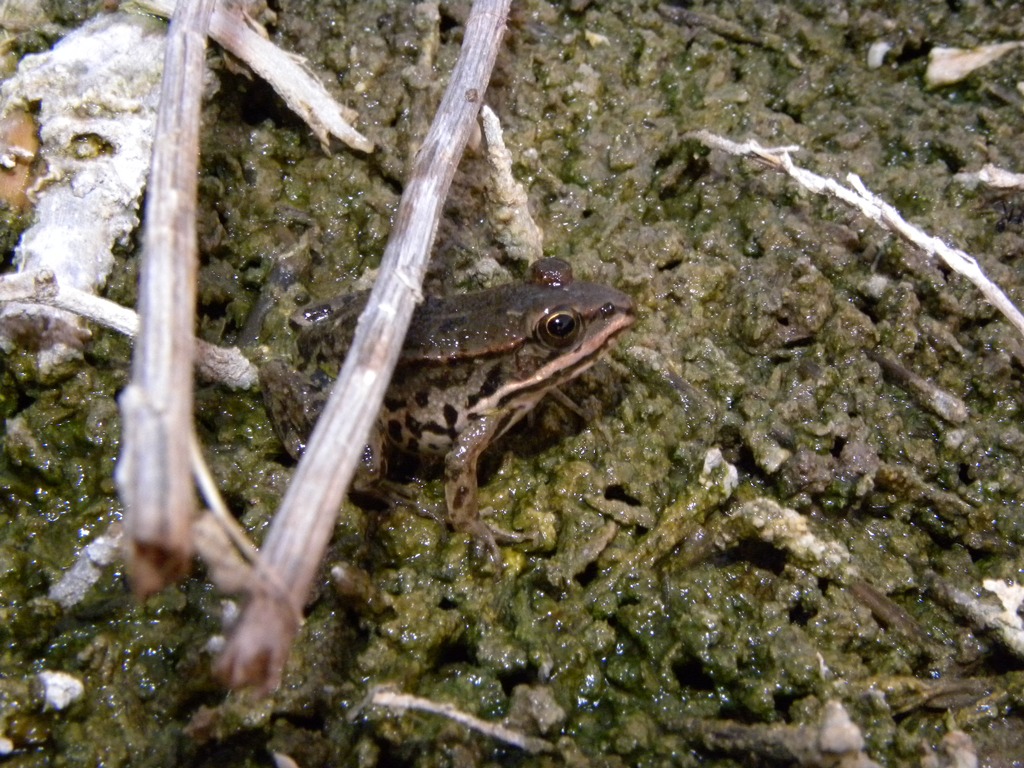 Discoglossus pictus e Pelophylax sp.