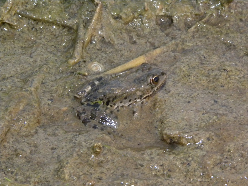 Discoglossus pictus e Pelophylax sp.