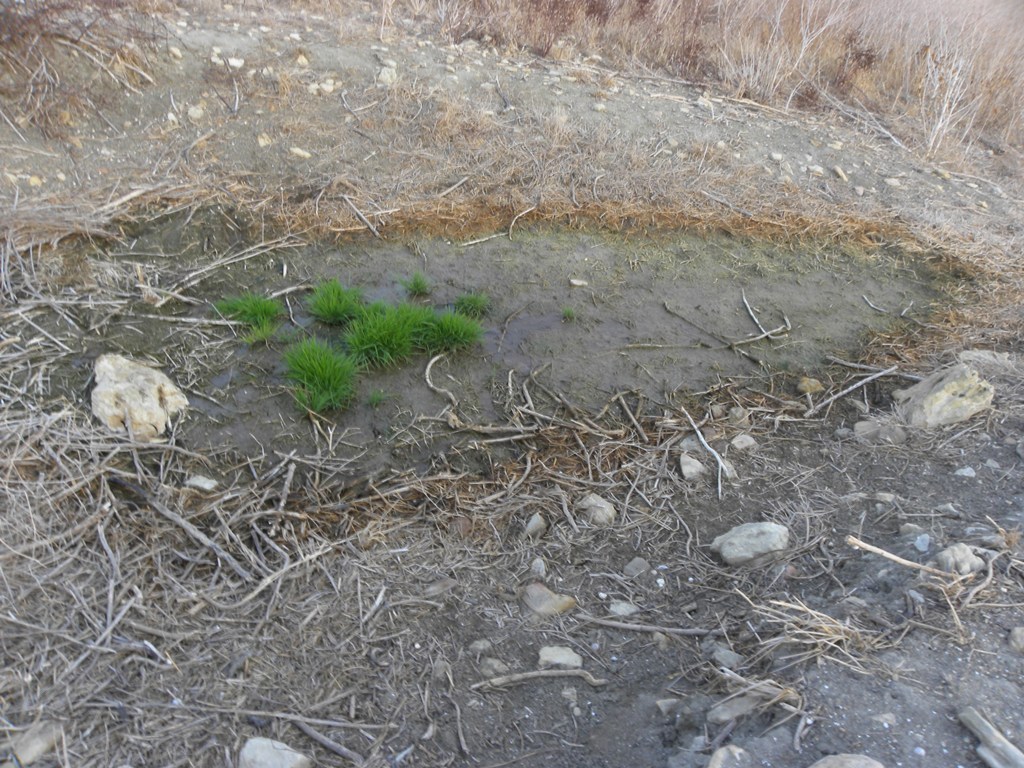Discoglossus pictus e Pelophylax sp.
