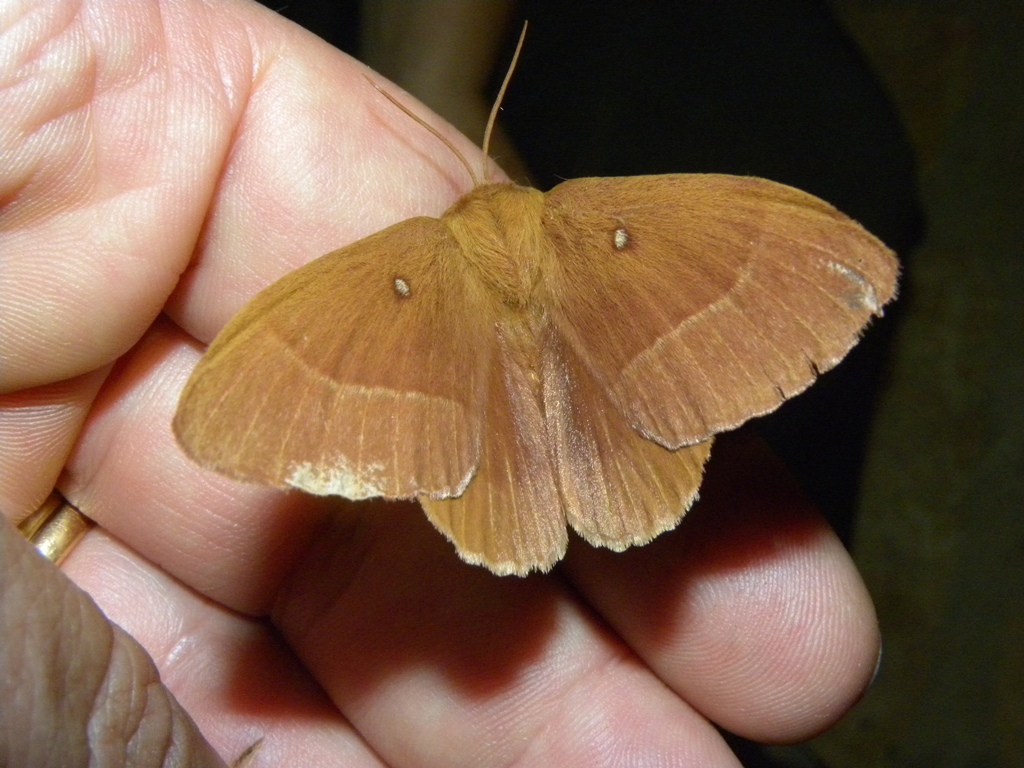 Quale falena?Lasiocampa trifolii