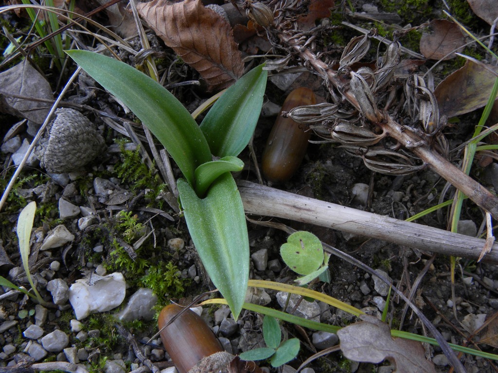 Postate qui le vostre rosette basali!