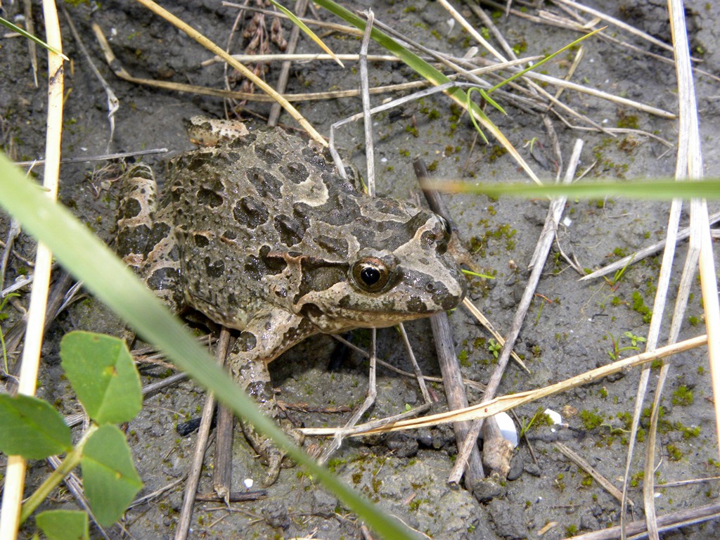 Discoglossus pictus...il ritorno