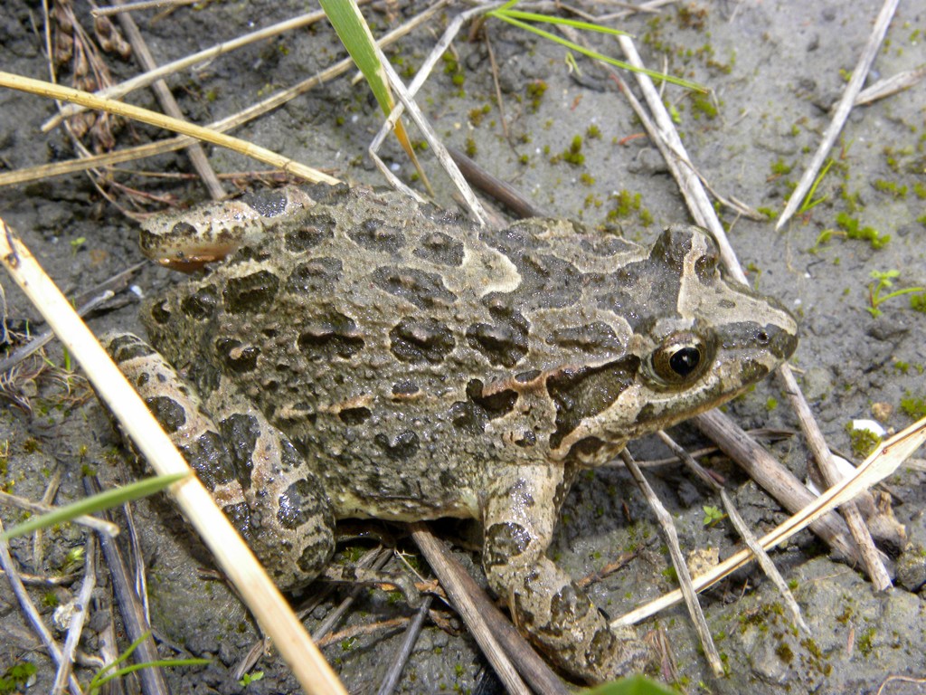 Discoglossus pictus...il ritorno