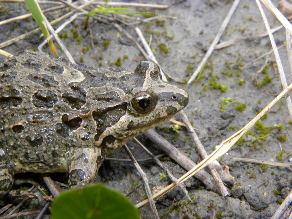 Discoglossus pictus...il ritorno