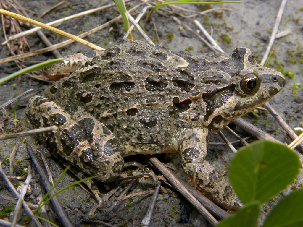 Discoglossus pictus...il ritorno