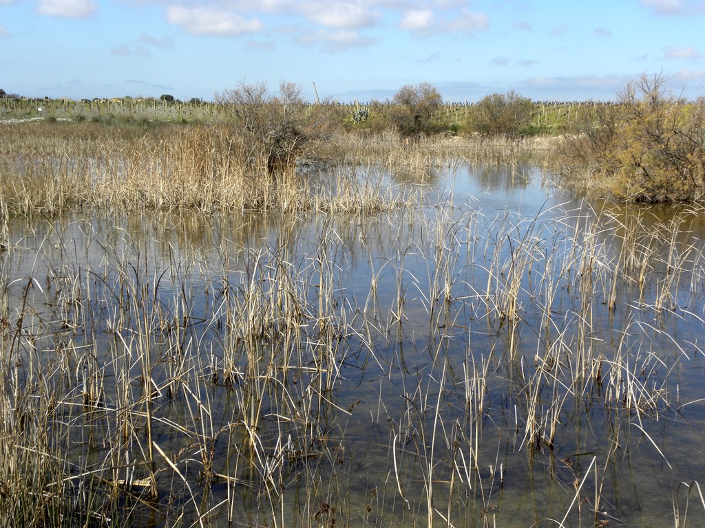 Discoglossus pictus...il ritorno