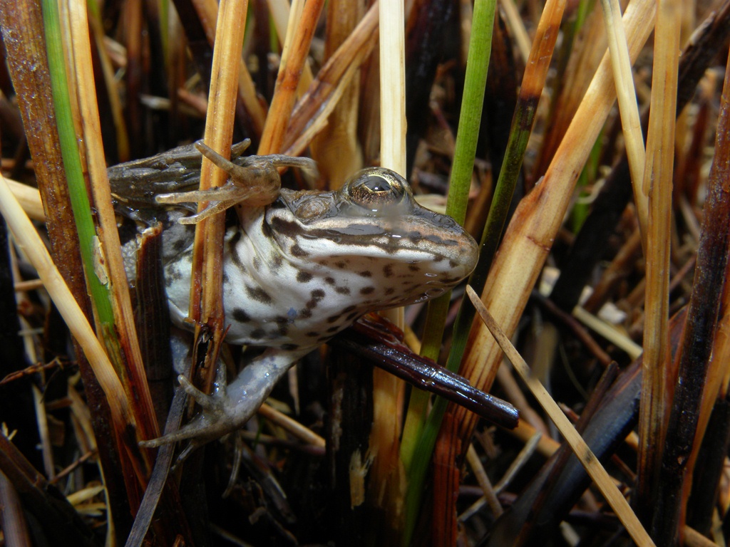Dubbio su piccola rana. - Pelophylax sp. (Fruili)