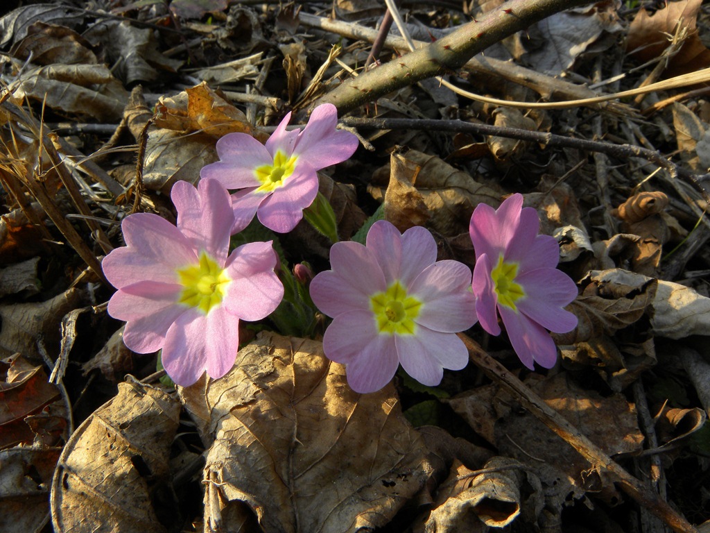 Nel bosco, primula colorata