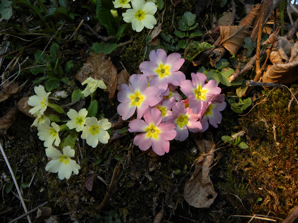 Nel bosco, primula colorata