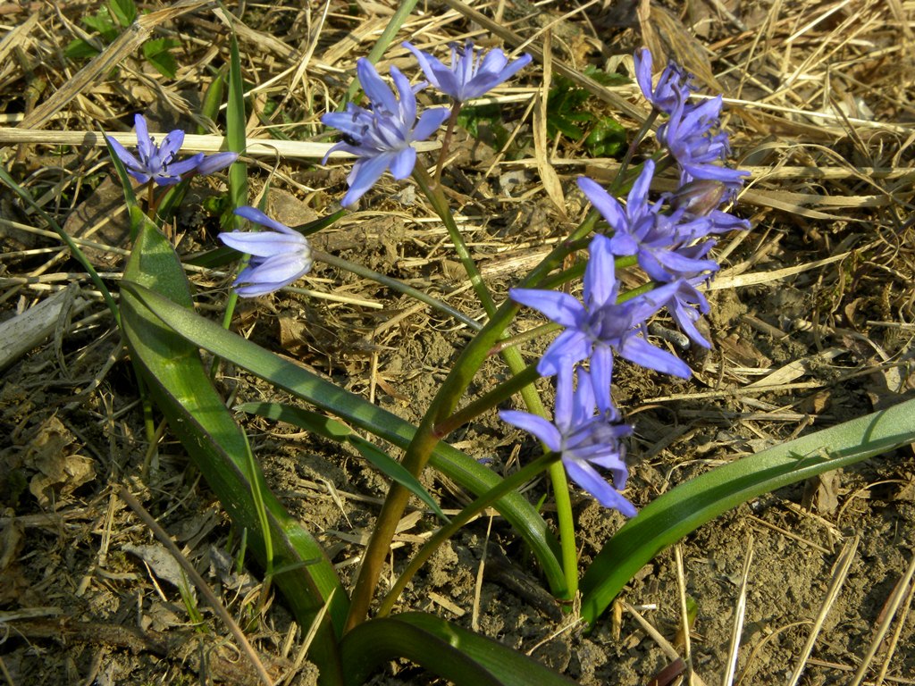 Scilla bifolia L.