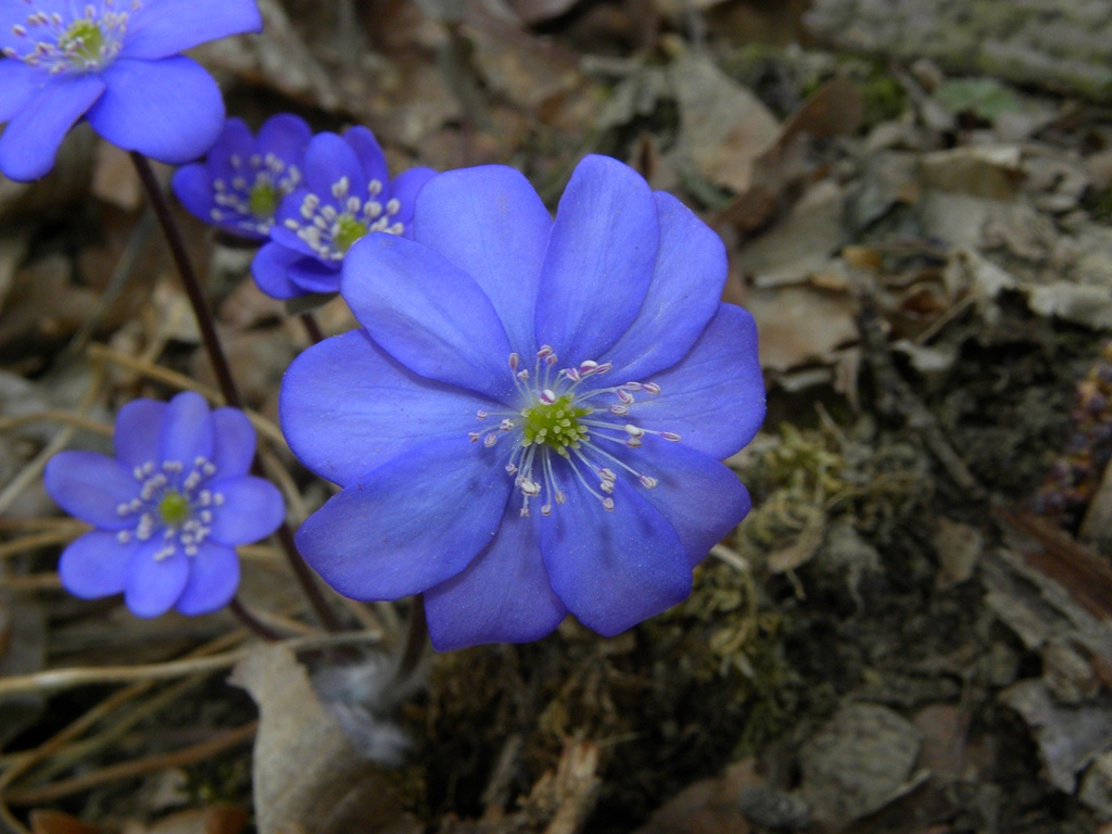 Hepatica nobilis / Erba trinità