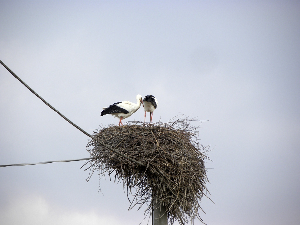 Centro aviofaunistico 
