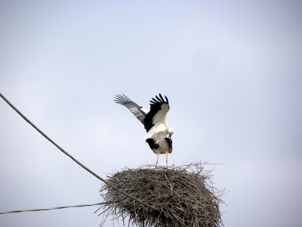 Centro aviofaunistico 