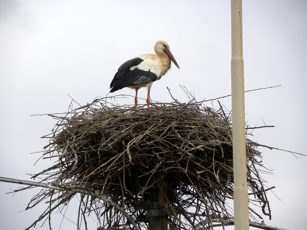 Centro aviofaunistico 