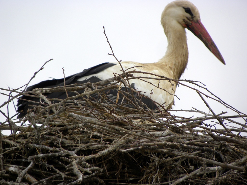 Centro aviofaunistico 
