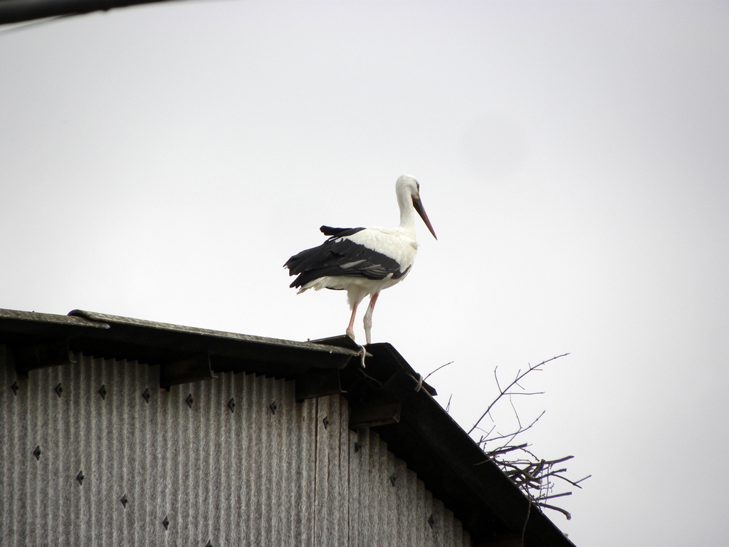 Centro aviofaunistico 