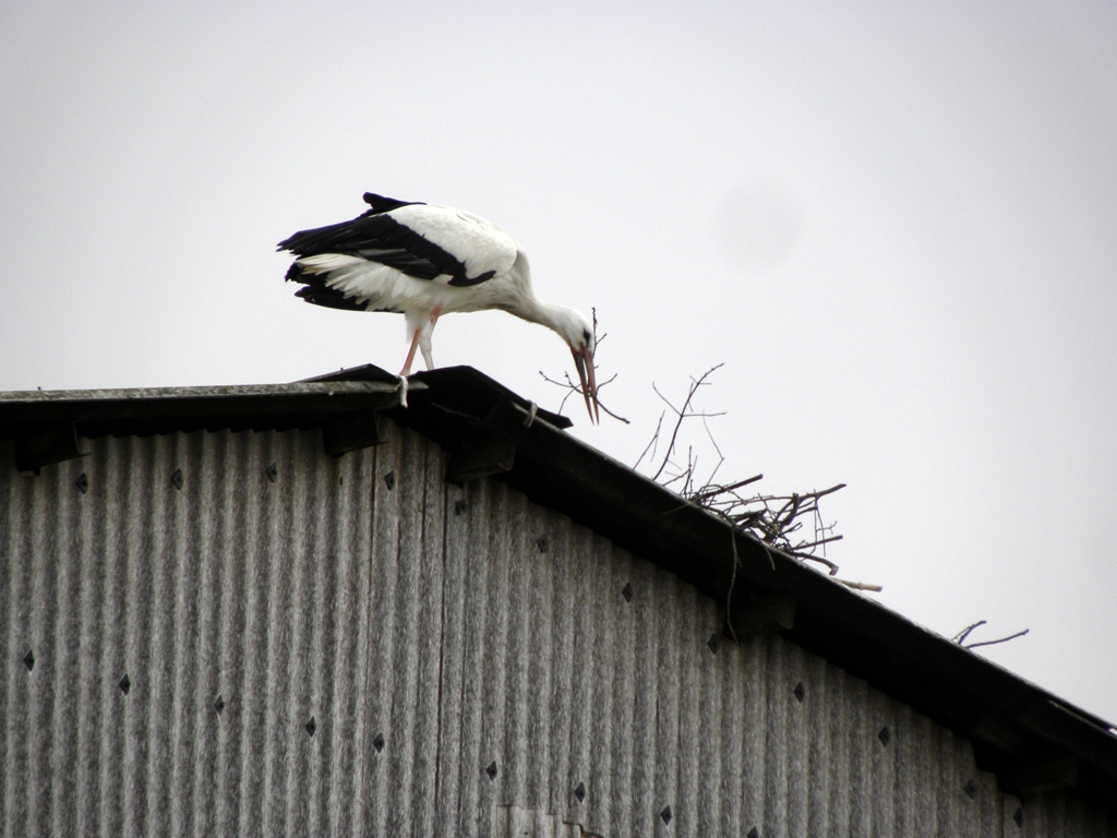 Centro aviofaunistico 