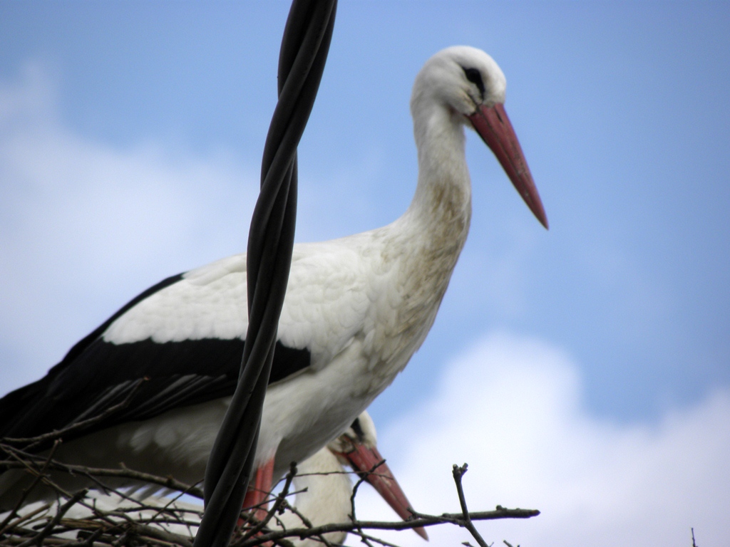 Centro aviofaunistico 