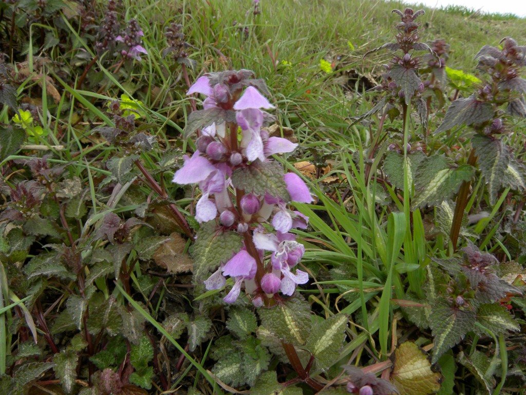 Lamium maculatum (e L. purpureum)