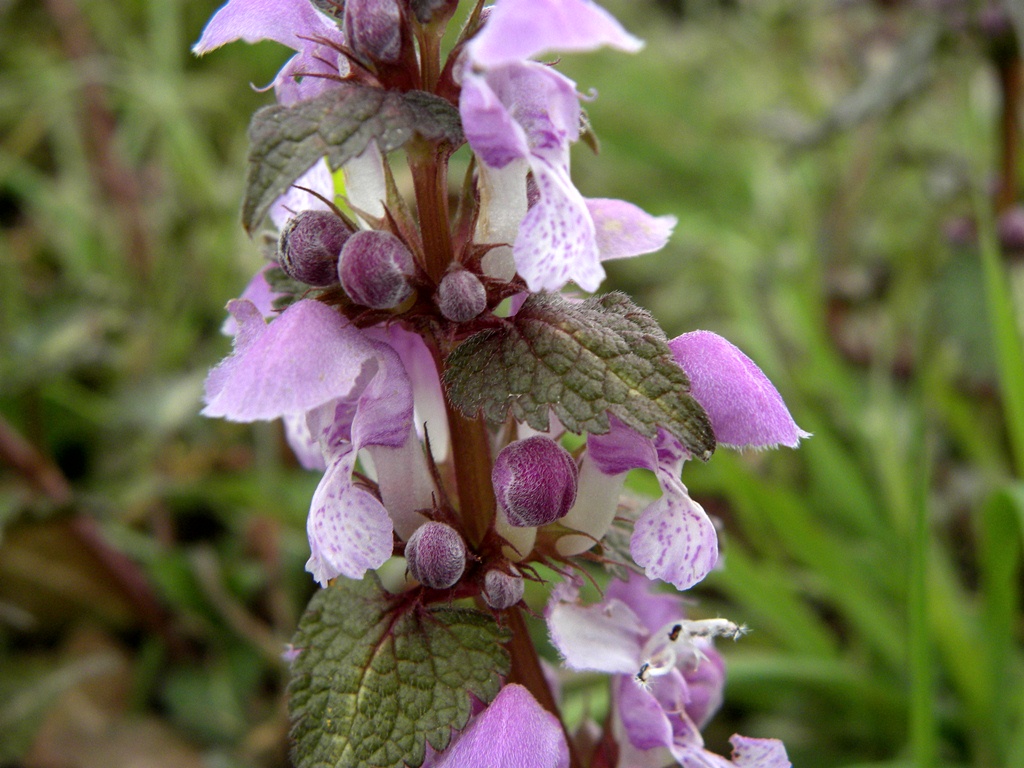 Lamium maculatum (e L. purpureum)