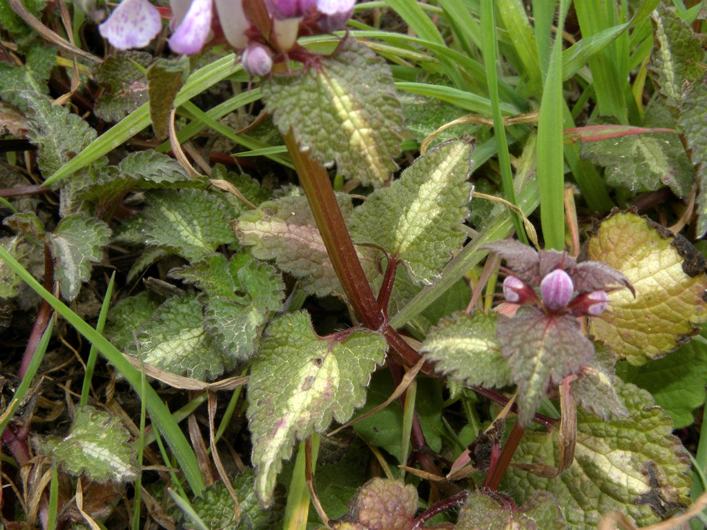 Lamium maculatum (e L. purpureum)