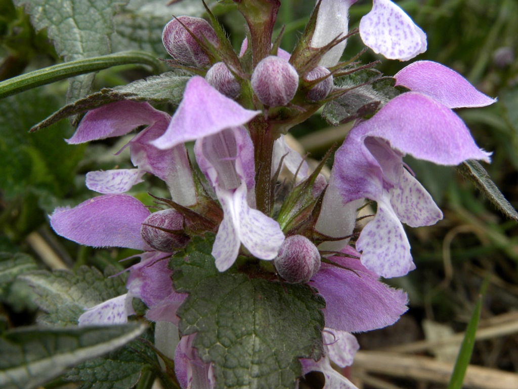 Lamium maculatum (e L. purpureum)