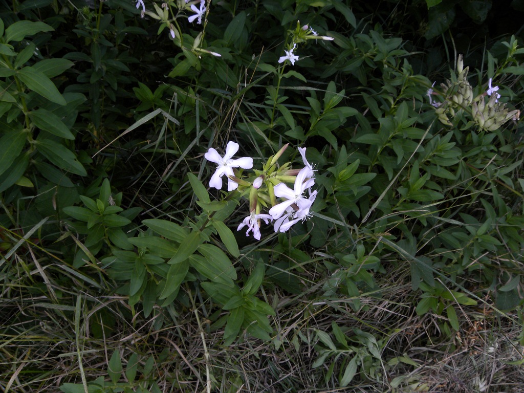 potrebbe essere? Saponaria officinalis