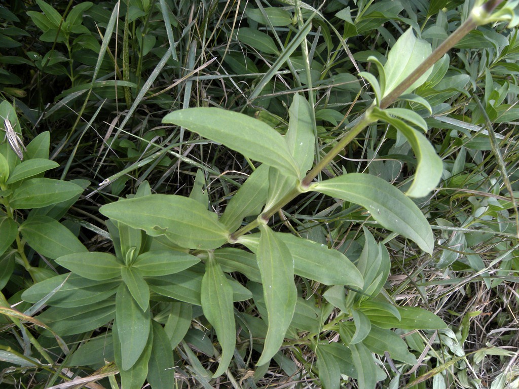 potrebbe essere? Saponaria officinalis
