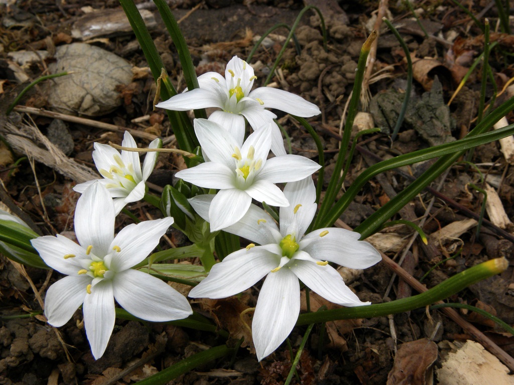 Ornithogalum sp.