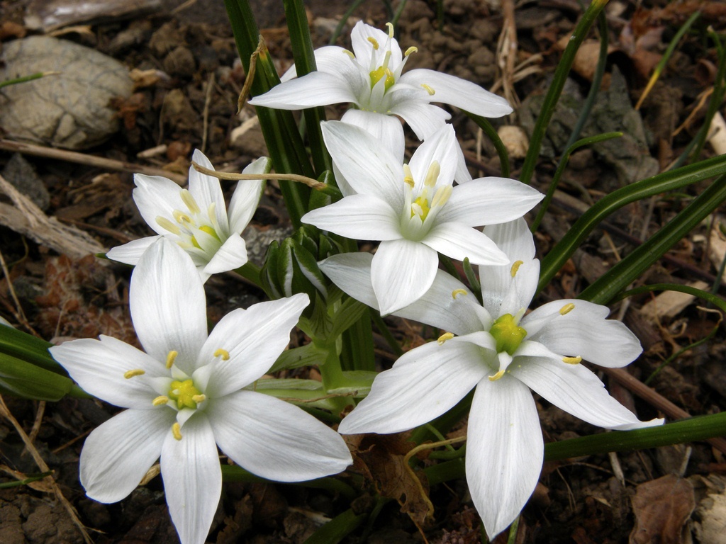Ornithogalum sp.
