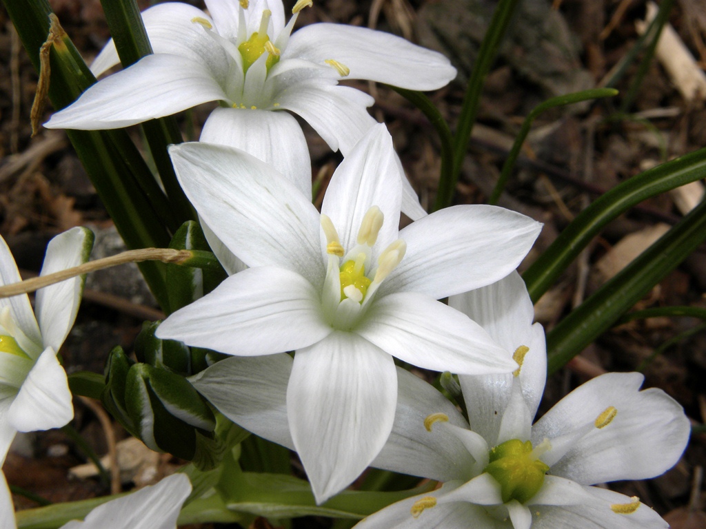 Ornithogalum sp.
