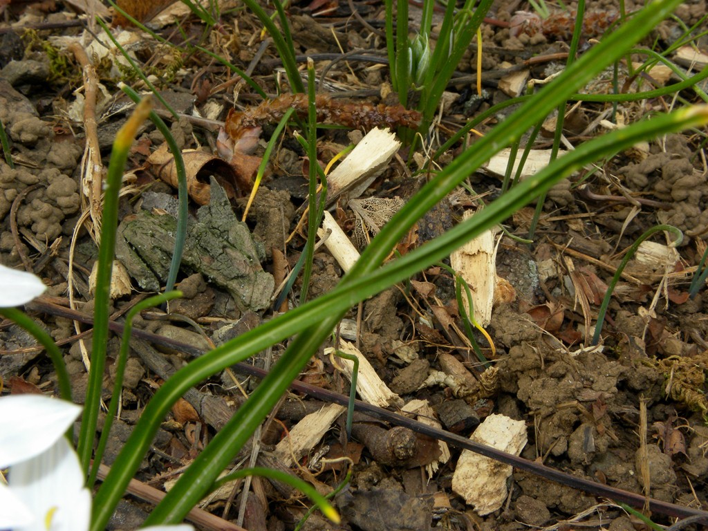 Ornithogalum sp.