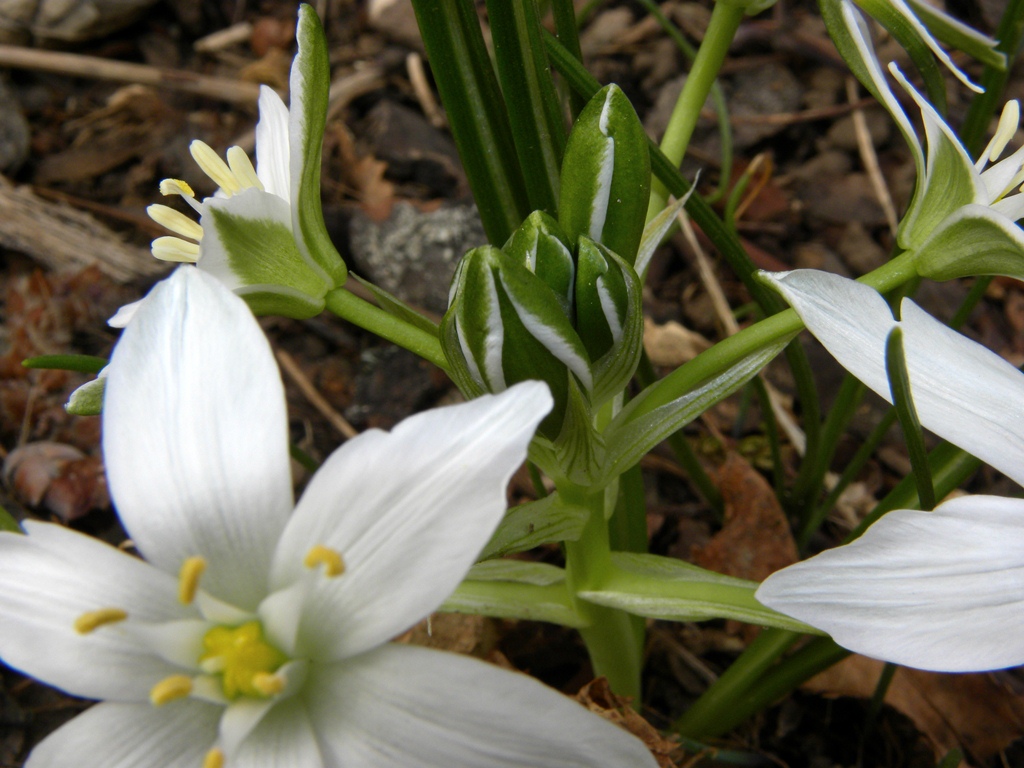 Ornithogalum sp.