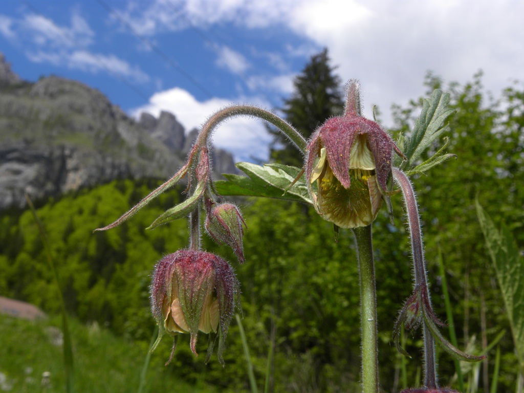 Luce di ... Geum rivale / Cariofillata dei rivi