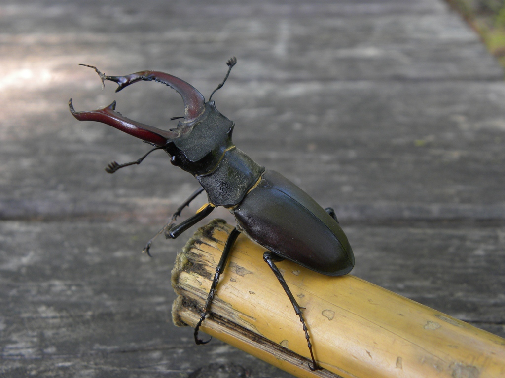 Lucanus cervus (Cervo volante)
