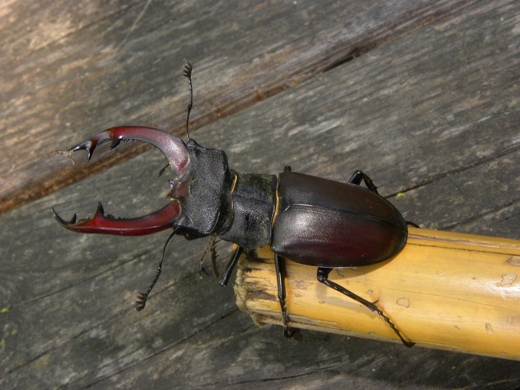 Lucanus cervus (Cervo volante)