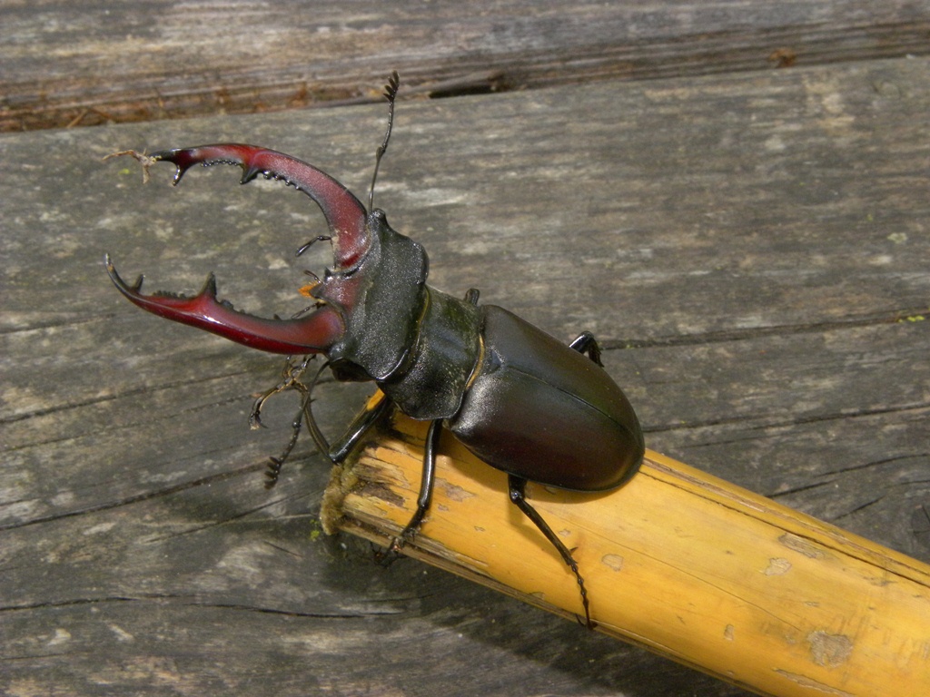 Lucanus cervus (Cervo volante)