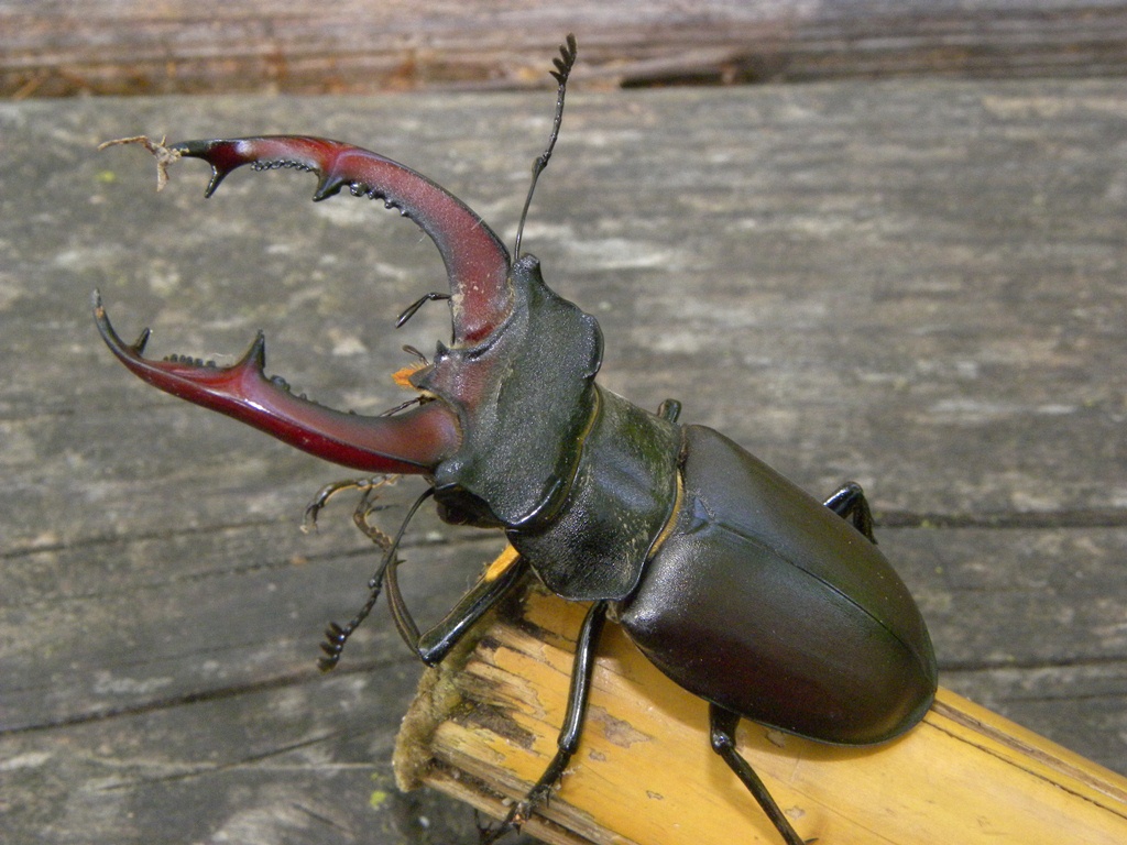 Lucanus cervus (Cervo volante)