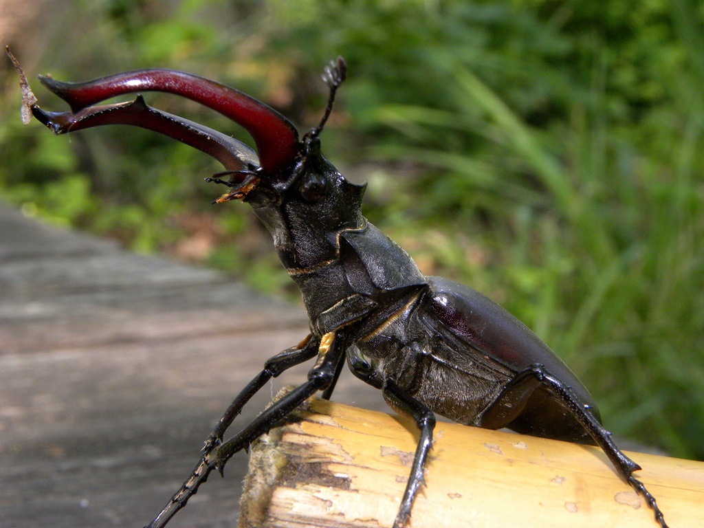 Lucanus cervus (Cervo volante)