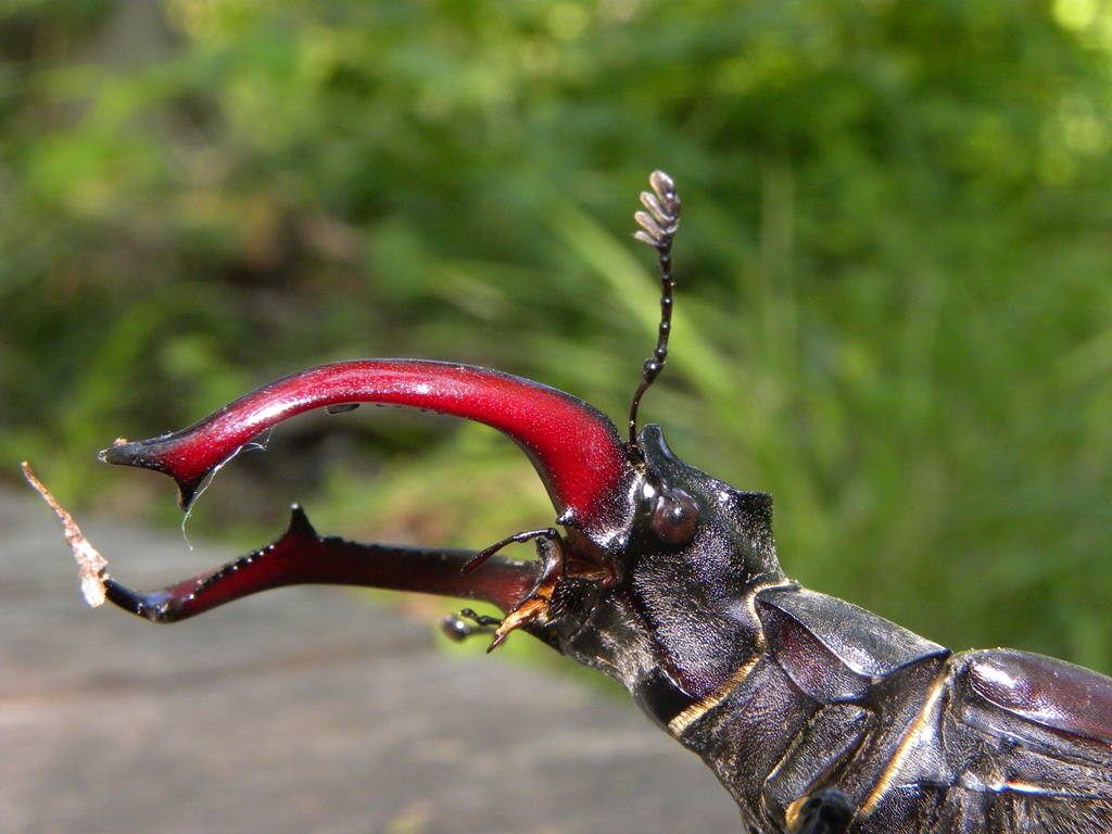 Lucanus cervus (Cervo volante)