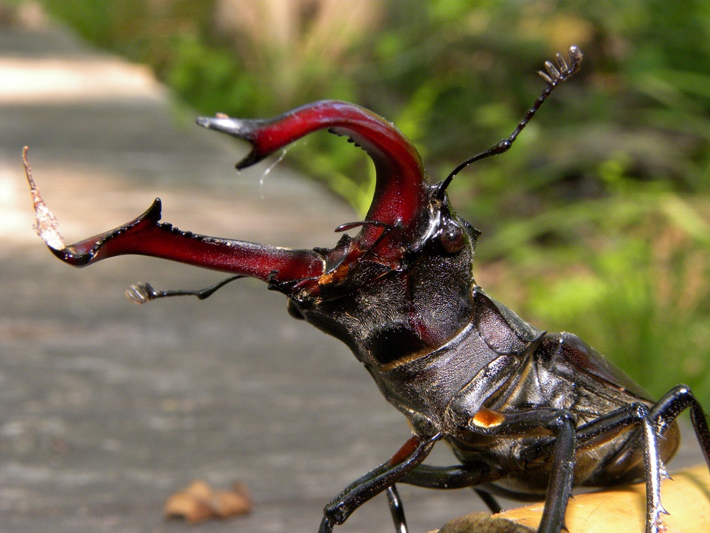 Lucanus cervus (Cervo volante)